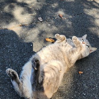 とんちゃん