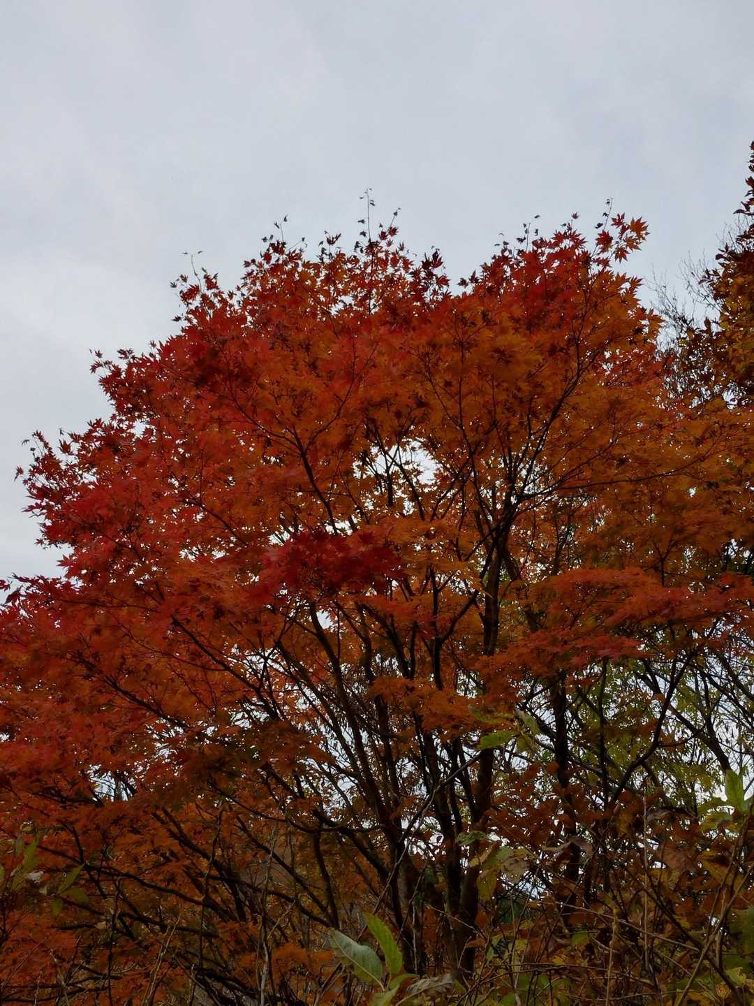 青空だったらなあ