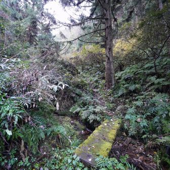 苔がむした橋いい感じ