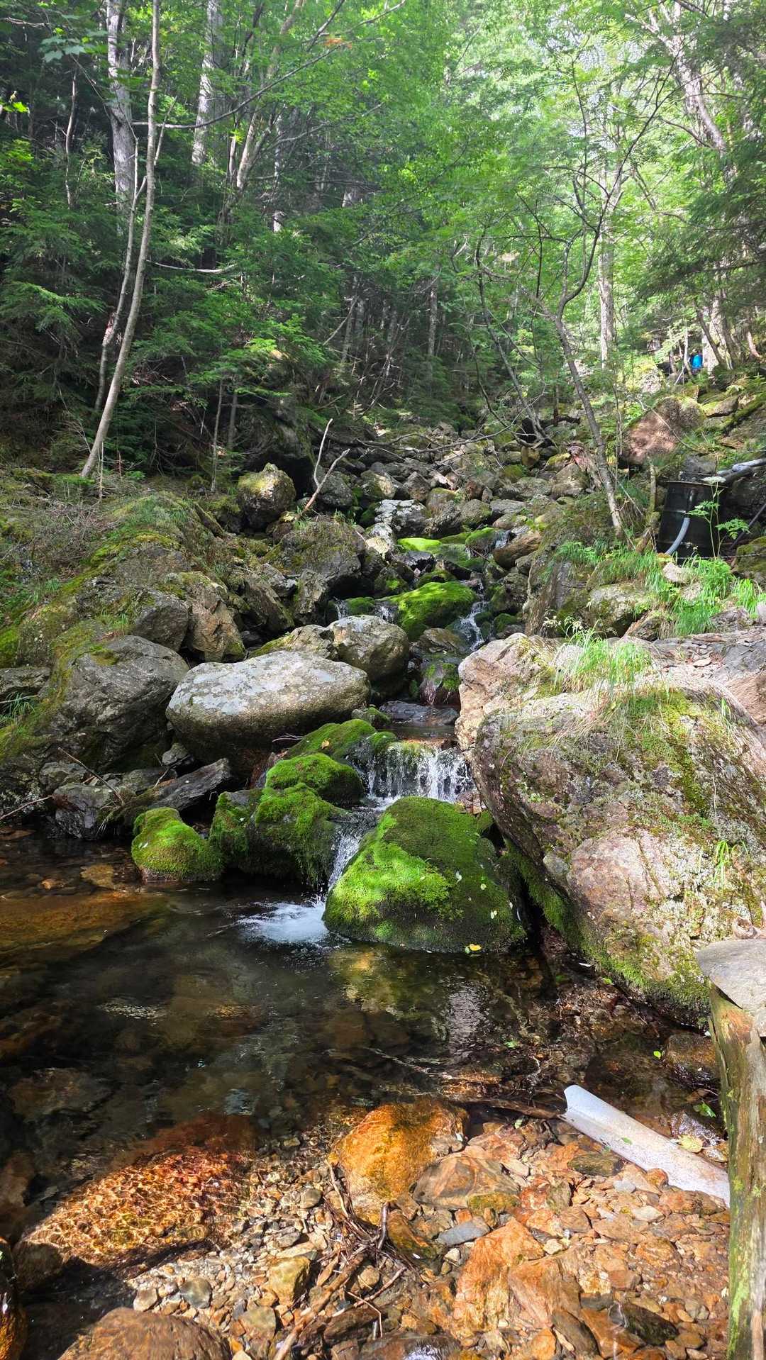 北沢峠-北沢峠バス停-栗沢山-仙水峠 周回コースの写真