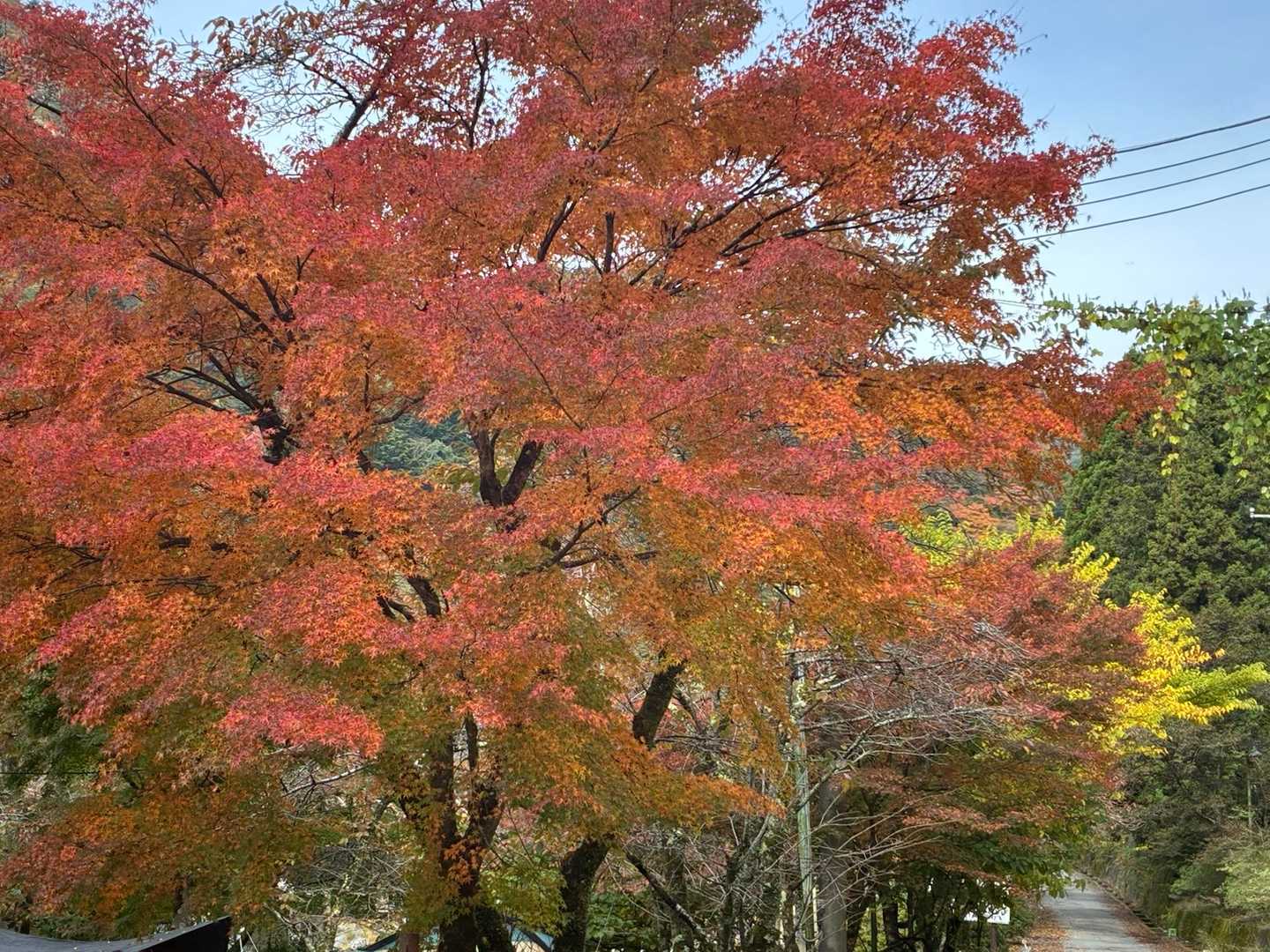 結構紅葉進んでます！