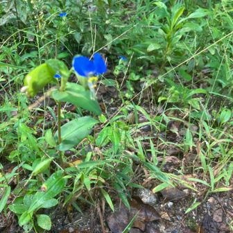 露草。青色が鮮やかで目を惹きました