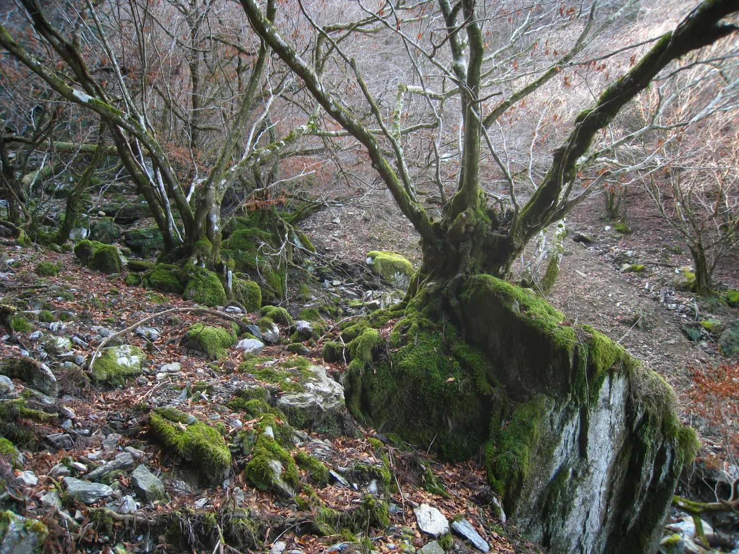 岩を包み込む2本の木 👀
木の生命力は本当にすごい… 。