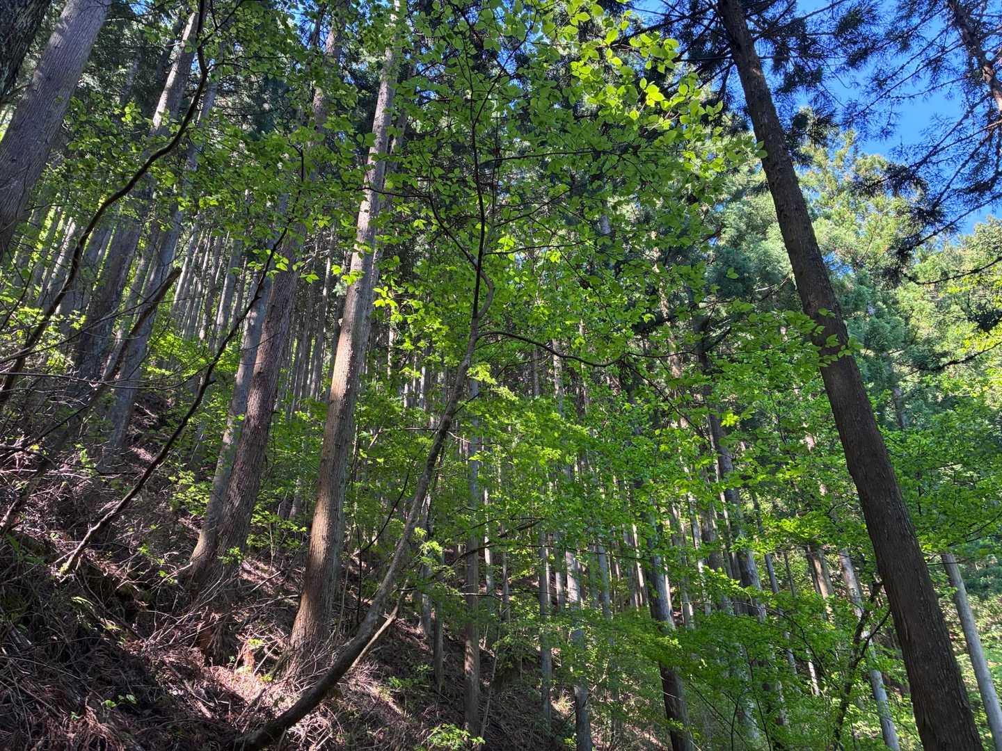 川苔山 縦走コースの写真