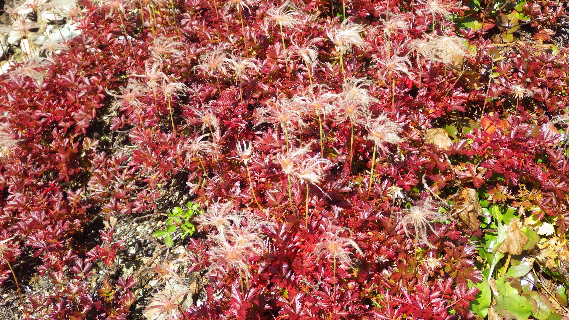 チングルマのはも紅葉しています