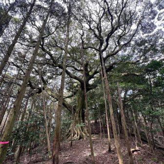 迂回して参拝しに行く途中の幹回りが太い木