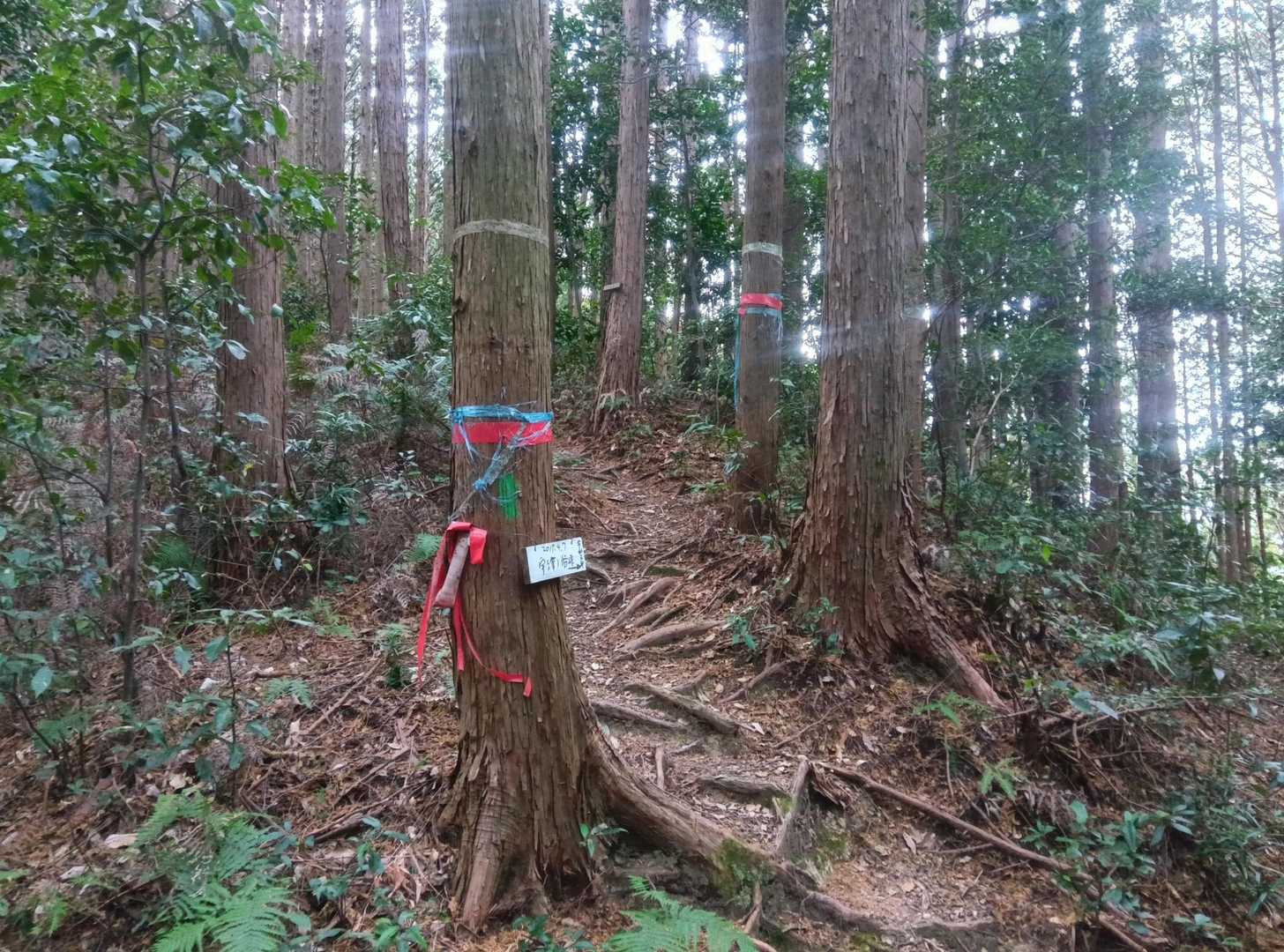 
道間違いポイント①

ここの分岐。左右への2又のように見えます。左右へ行ってもコースを外れてしまいます。よく見ると真ん中に尾根を上がっていく道がある！

「三又の分岐は真ん中へ」kjrさんがそう仰っていたのを思い出しました！