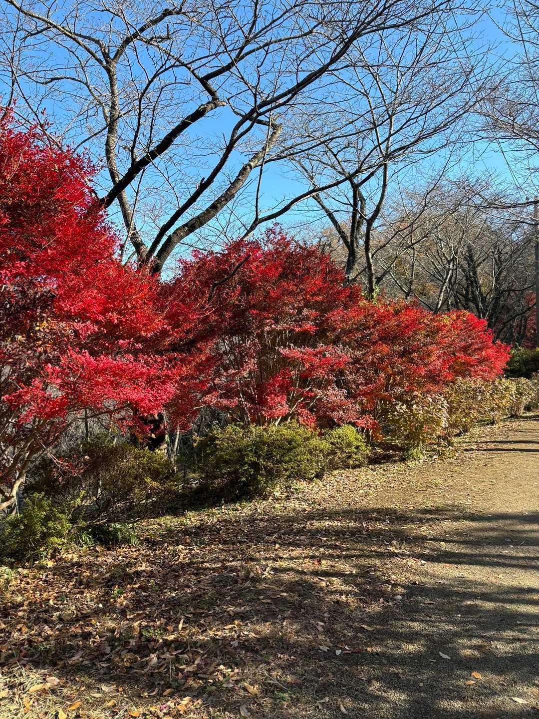 権現山-弘法山 往復コースの写真