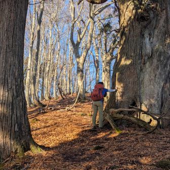 うわっ！
物凄く大きな杉だけど🌲

だから
大杉山なのかな🤔