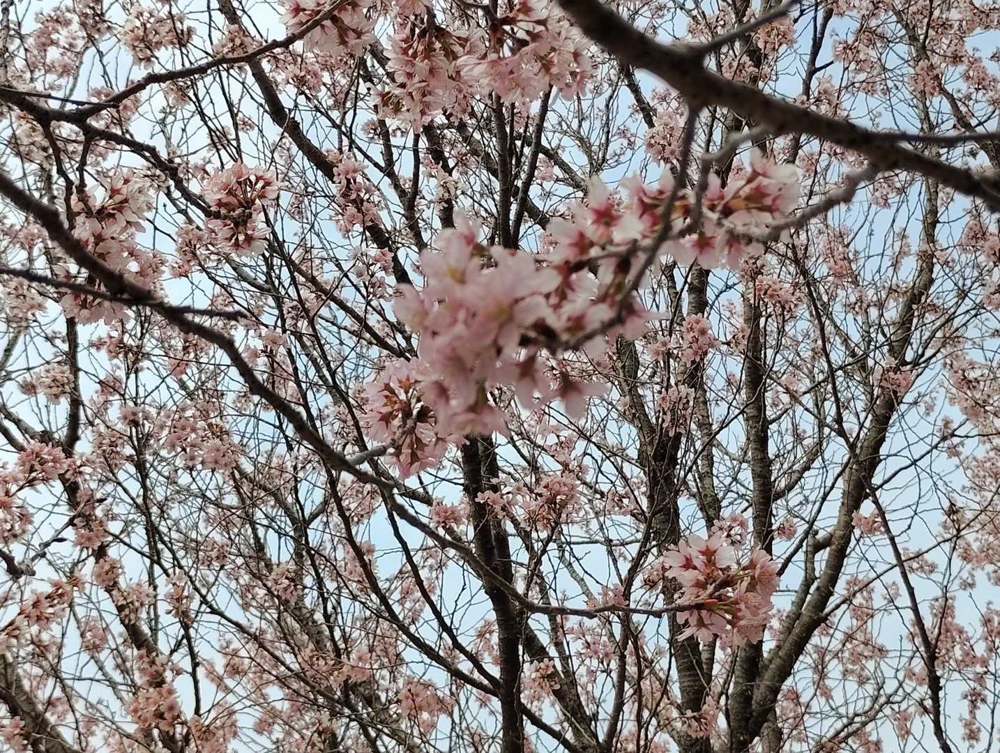 彼岸🌸かなぁ…