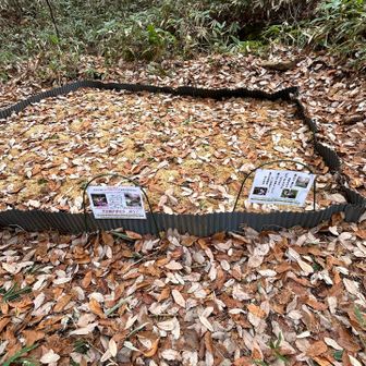 😳おやおや！ギフチョウ保全協力活動を発見❣️