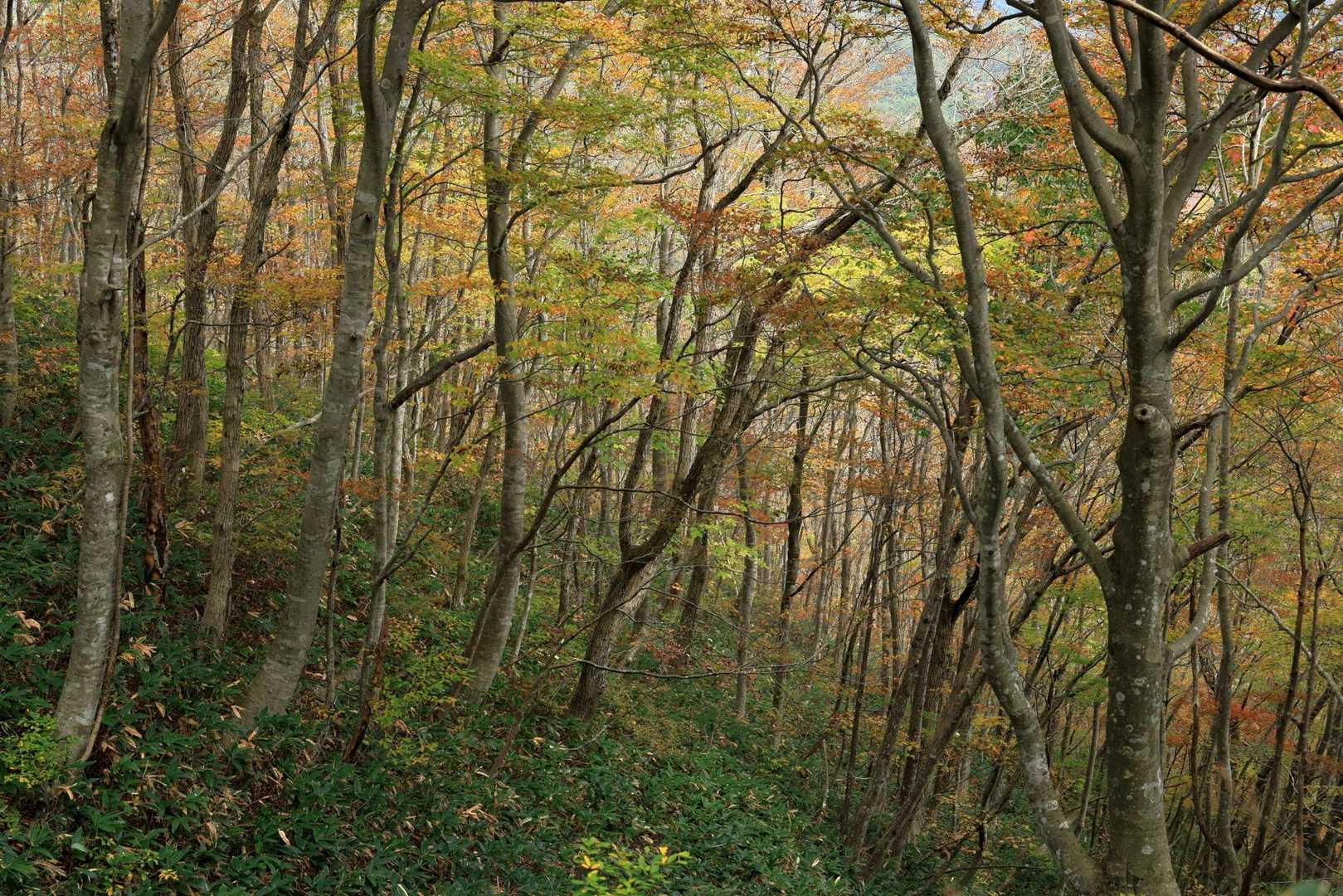  ″小さな秋見つけた🍁″
紅葉の木々の中、癒されます🫠
