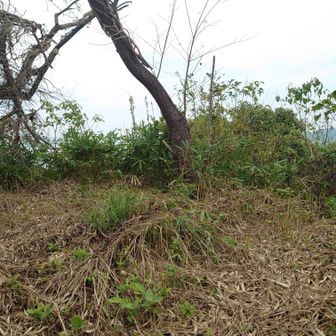 登頂です。ここも山頂標識がありません。
