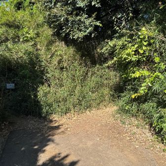 結構な登りの道路を歩いてここからハイキングコース。
右です！