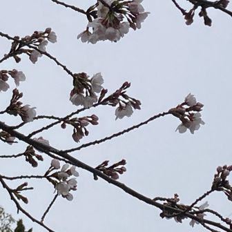 別の木では、高いところに開花しているお花も🌸