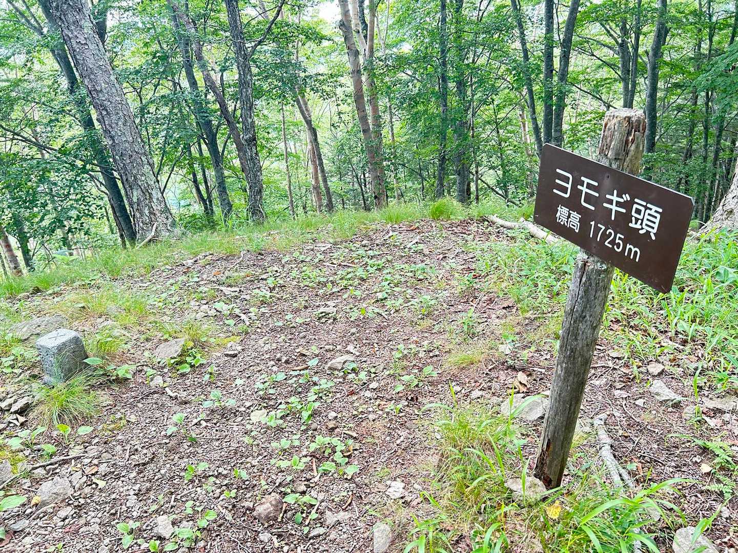 ヨモギ頭着