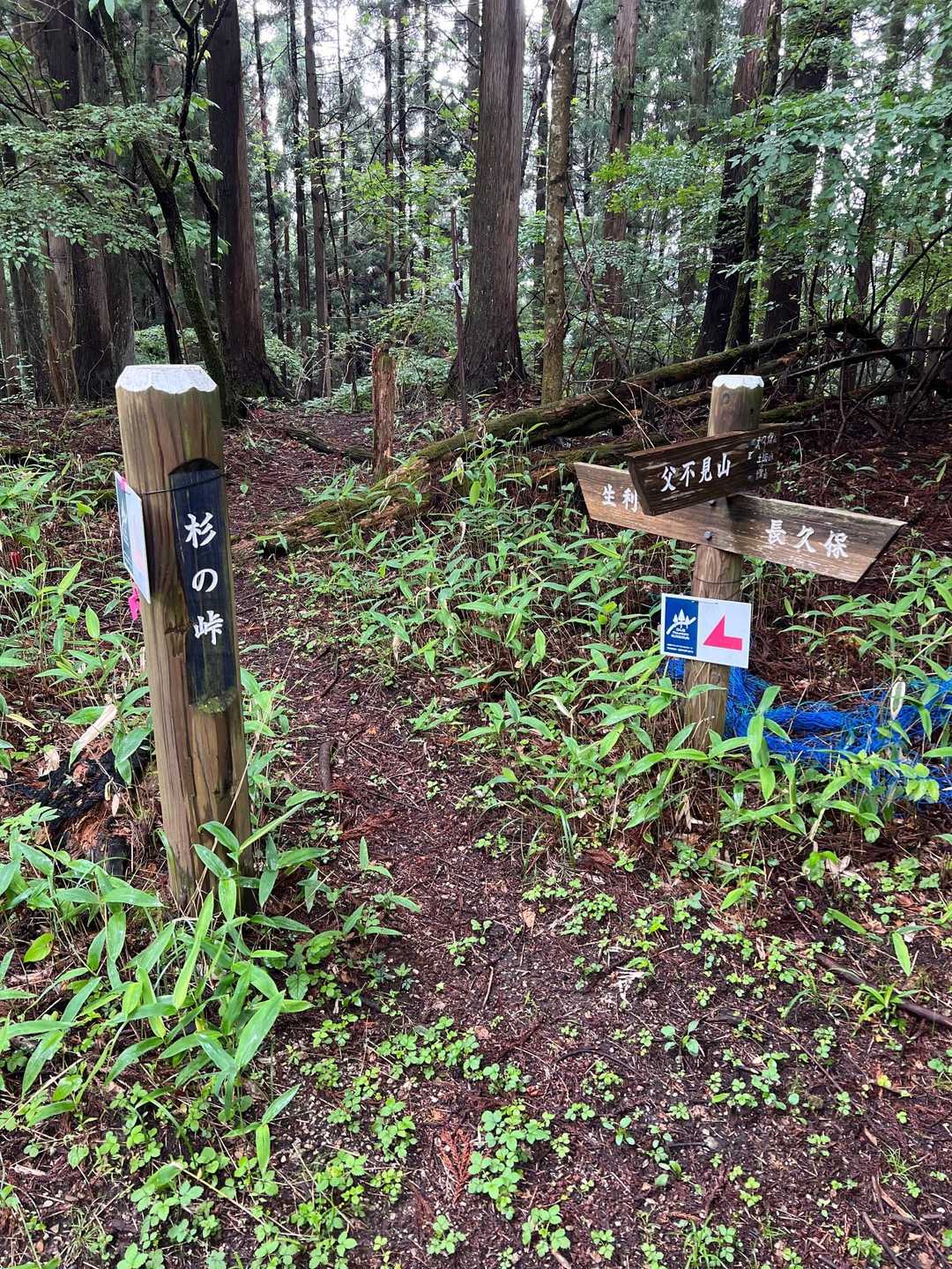 杉の峠。