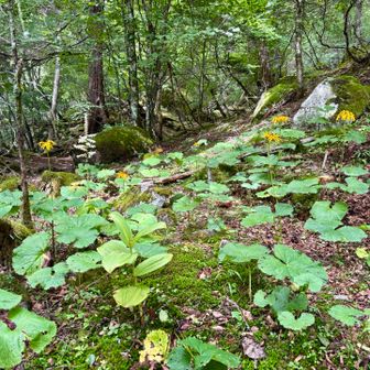 マルバダケブキ、パラパラとまとまって咲いてました。