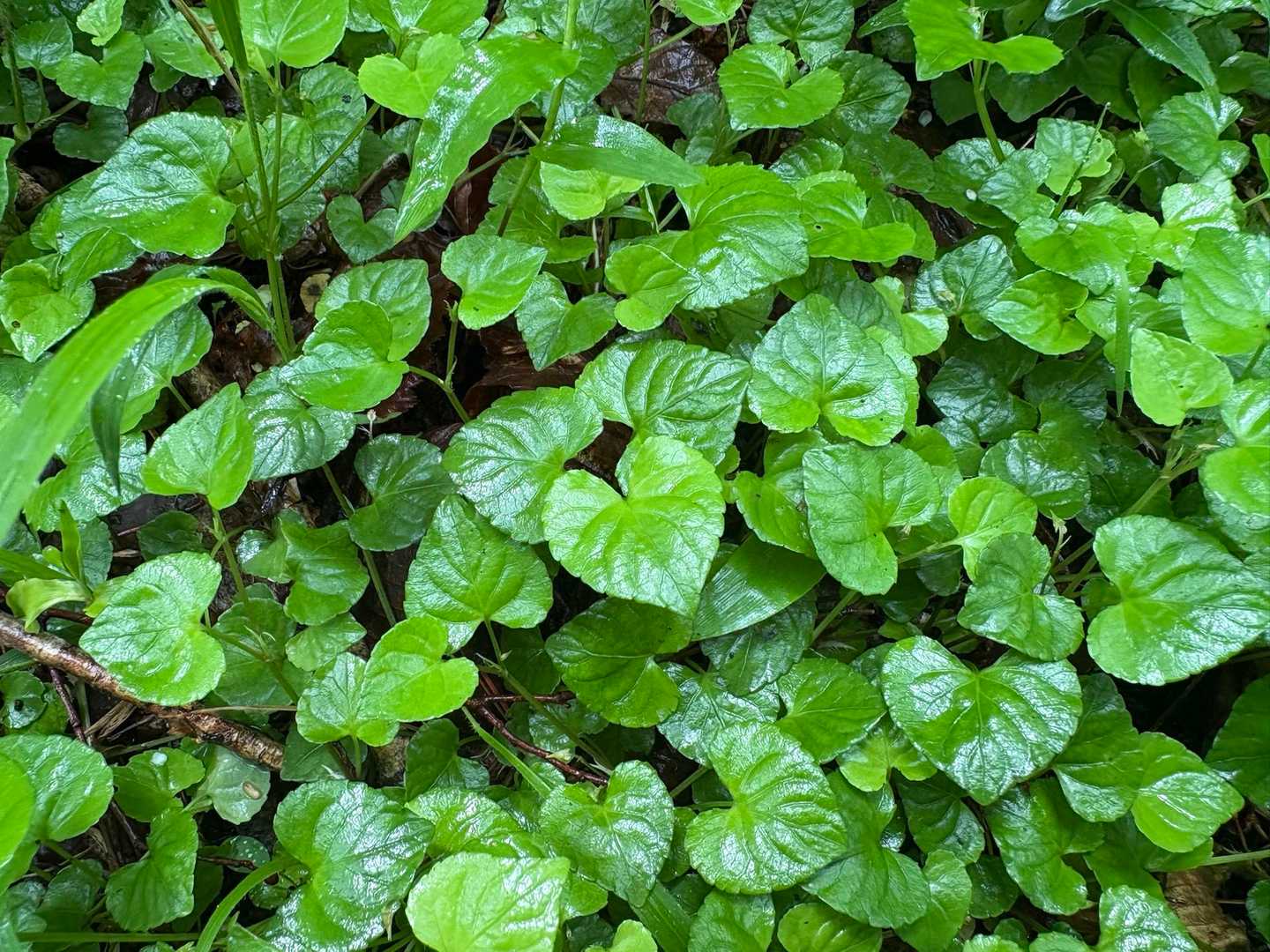 💚💚💚💚💚💚💚💚💚💚💚💚💚💚
カワユイ(﹡ˆ﹀ˆ﹡)♡