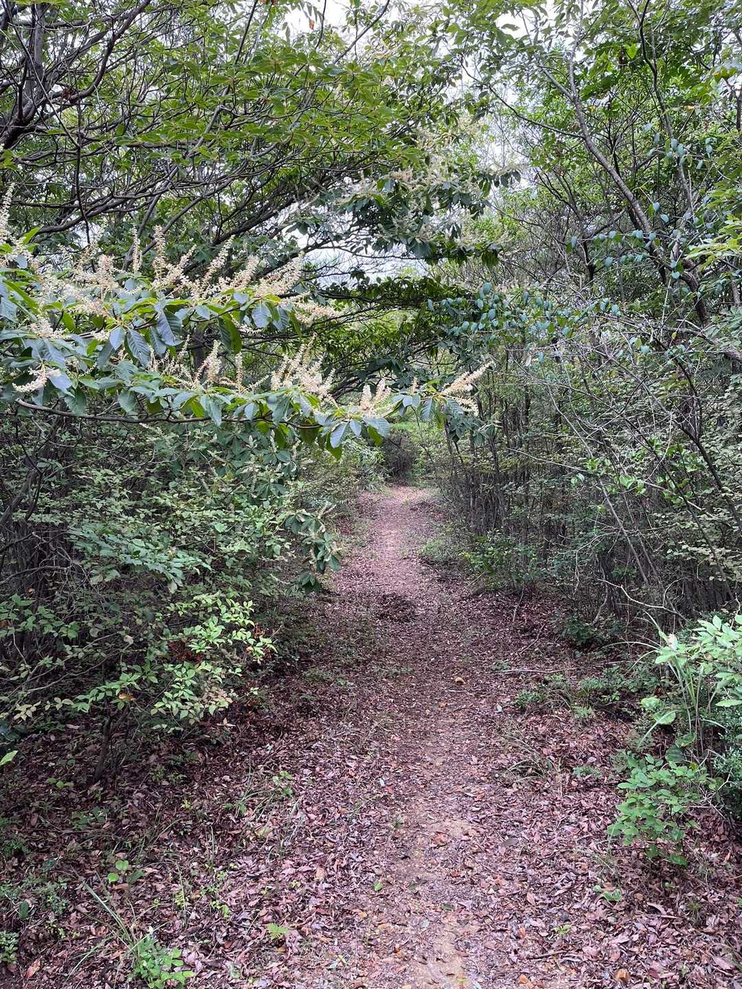 八坂峠-大峰山 往復コースの写真