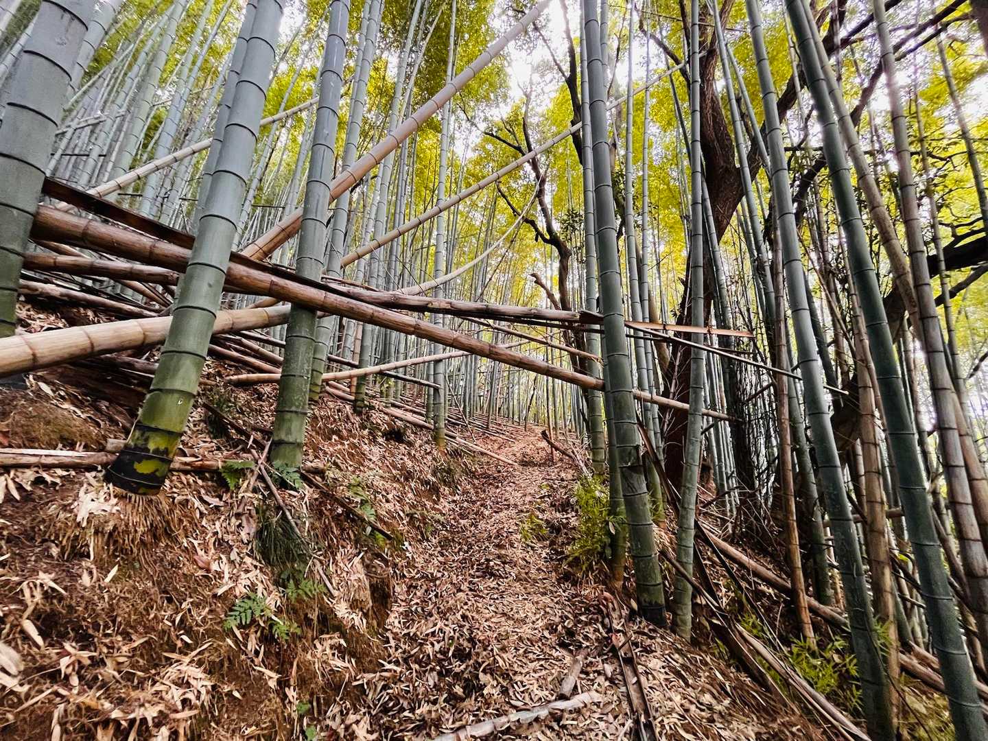 どこでもドアはここには無いみたいですね