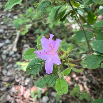 五井山・宮路山・御堂山 もう終わりかけですね