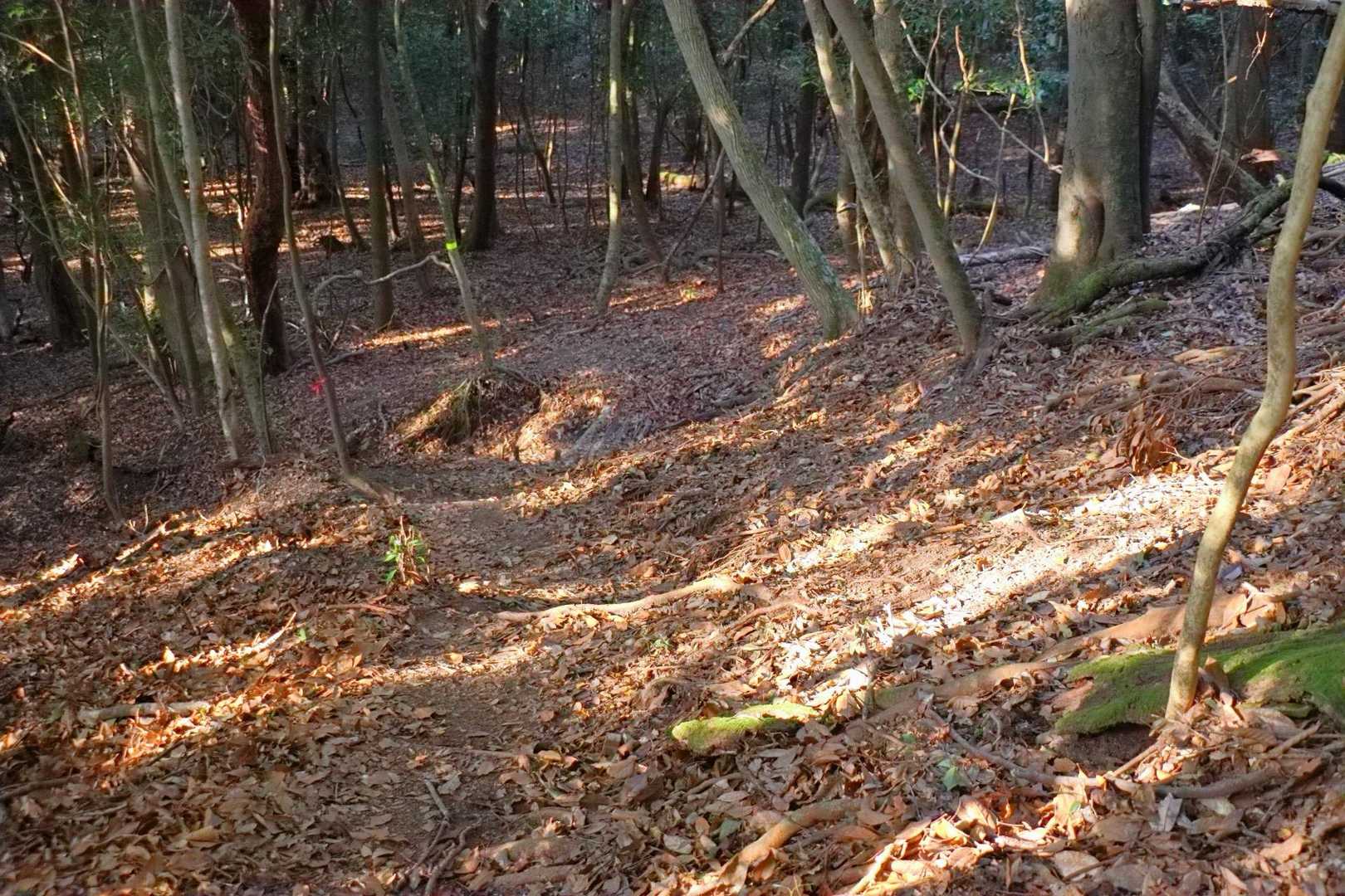 これまでに登った
高千穂峰河原登山口とは
また違う雰囲気の山道