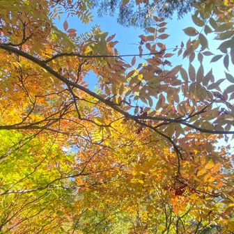 美しいです🍁