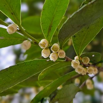 サカキ

お花いっぱい、堪能しました！😆
ありがとうございました！❣️