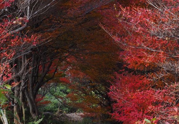 ドウダンツツジレポ① 観音岳 / koma_xさんの霜降岳（霜降山）・観音岳