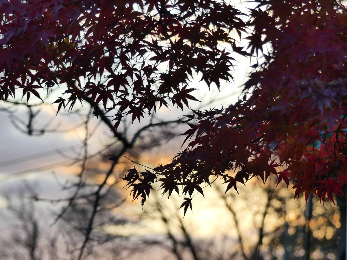 🍁