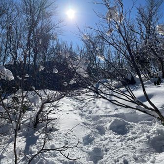薮ぱっちんと、雪玉
