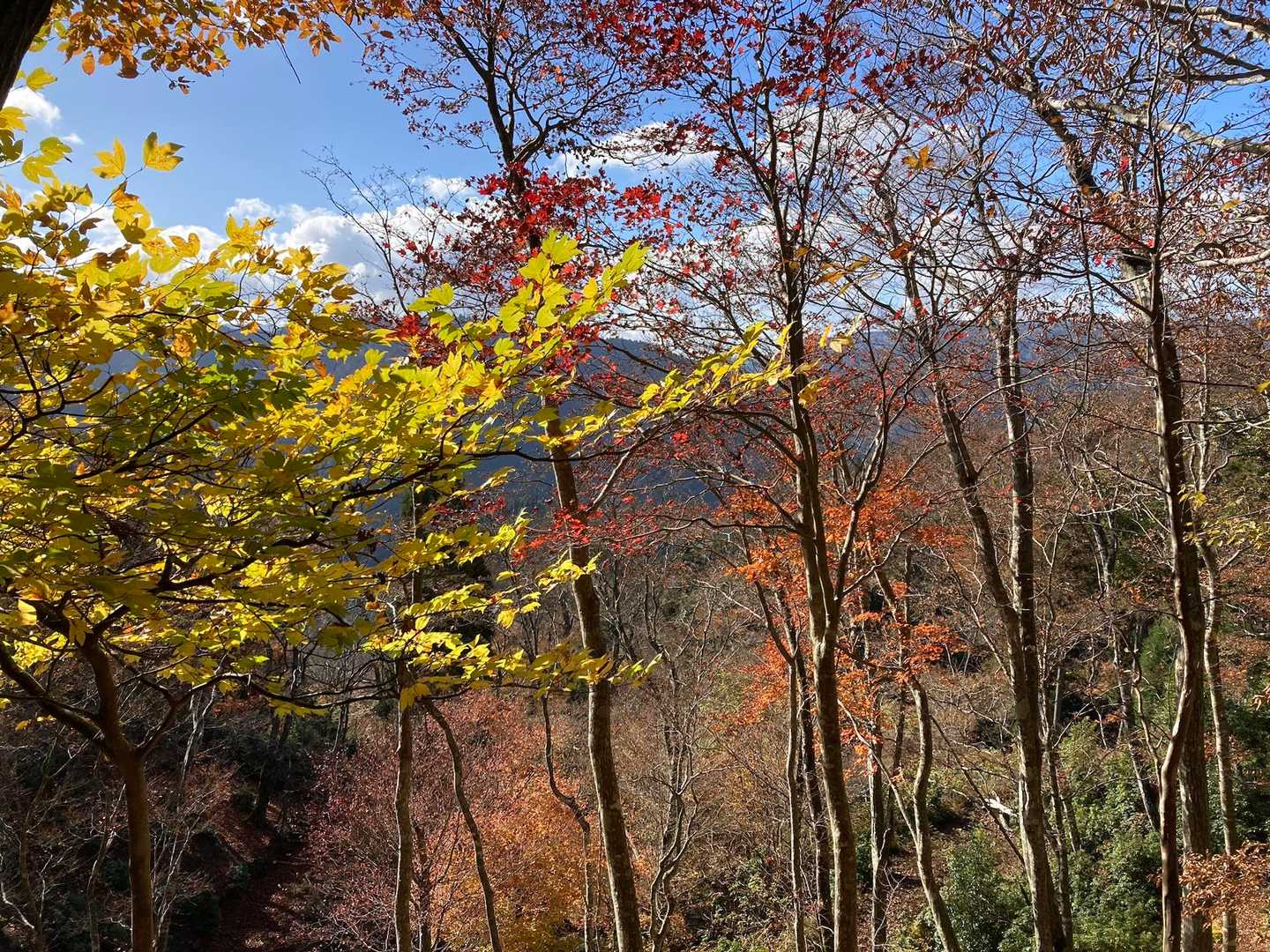 天狗堂-岩尾谷登山口-君ヶ畑バス停 周回コースの写真