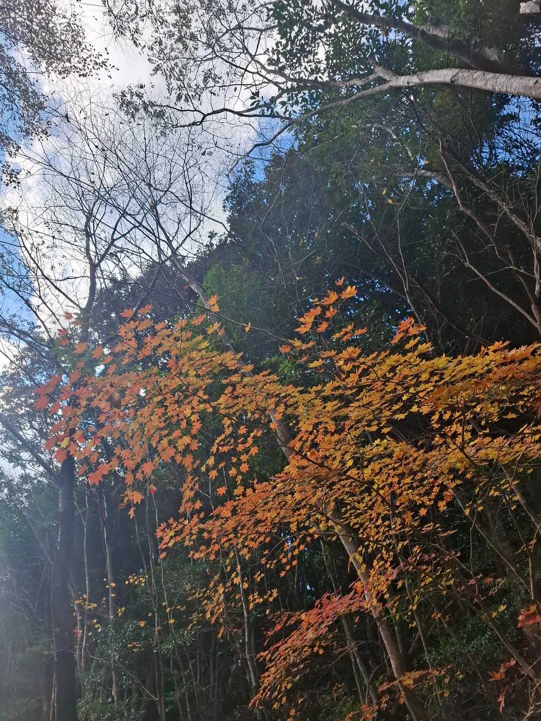 中摩殿畑山 往復コースの写真