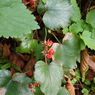 何十年ぶりかに食べてみた😄