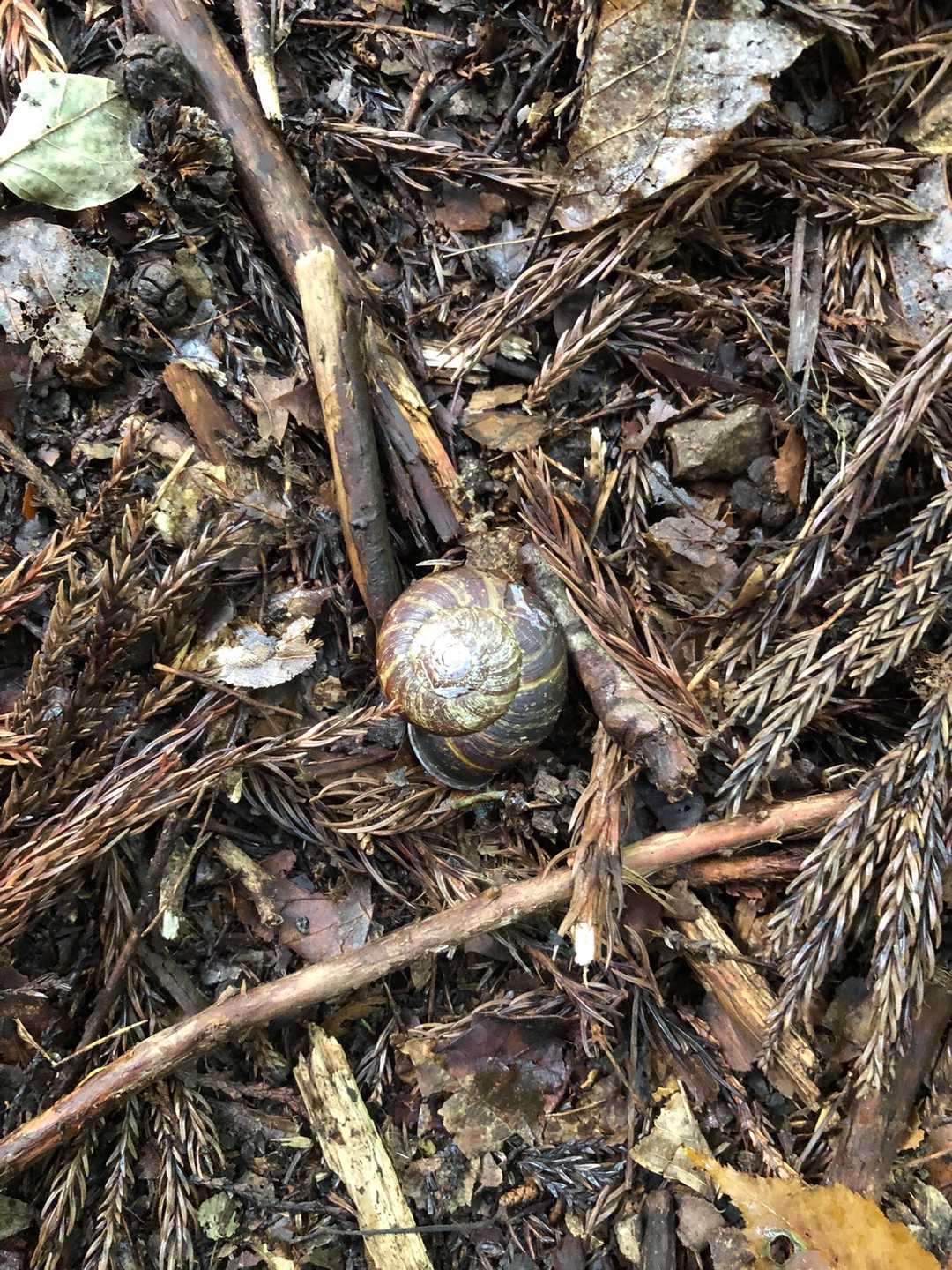 大きな🐌まいまいくん。。起こしてごめん🙏