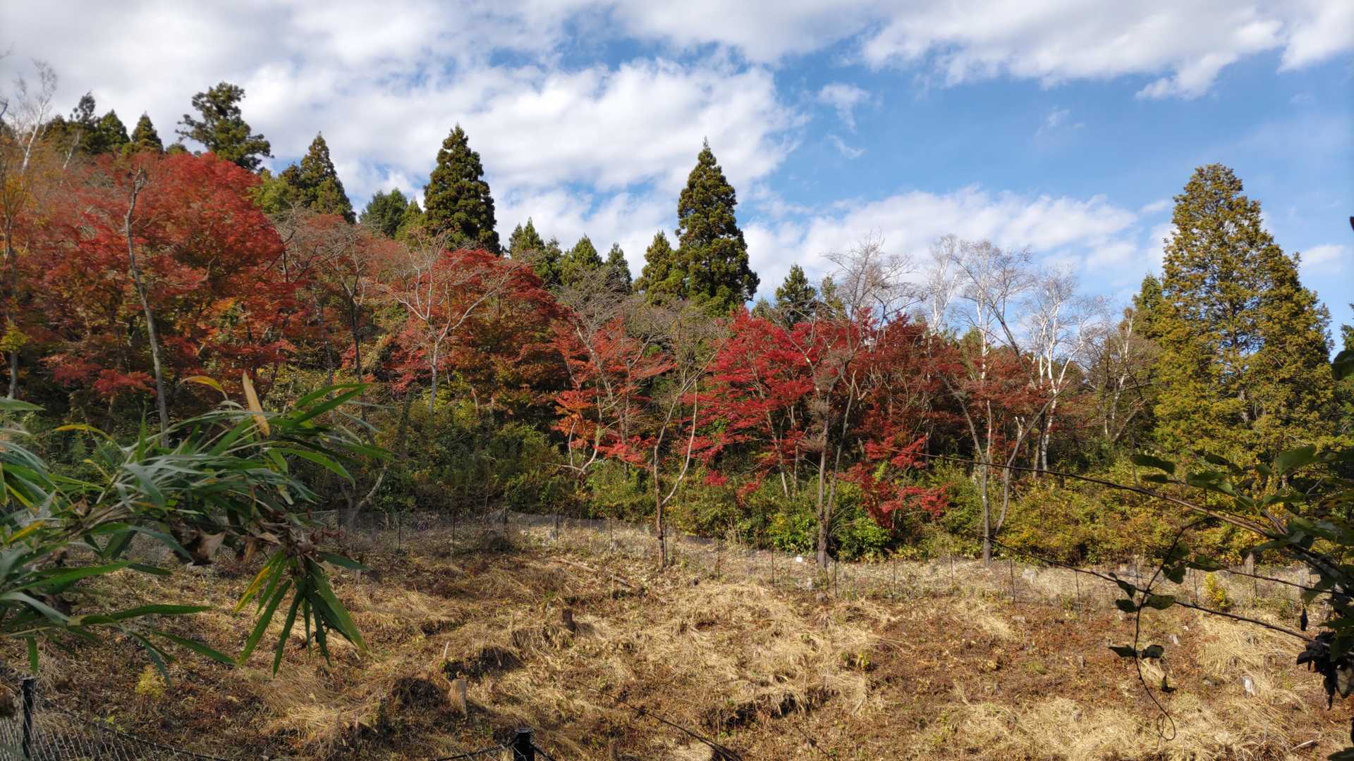個人的にはココが一番見ごたえがありました。ちょっと横道に入らないと見えません。