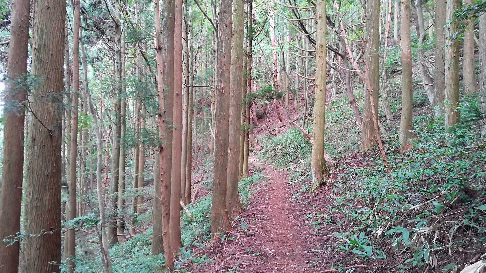 整備された樹林帯の中を歩きます😊
整備や清掃されてる方々に感謝です🙏