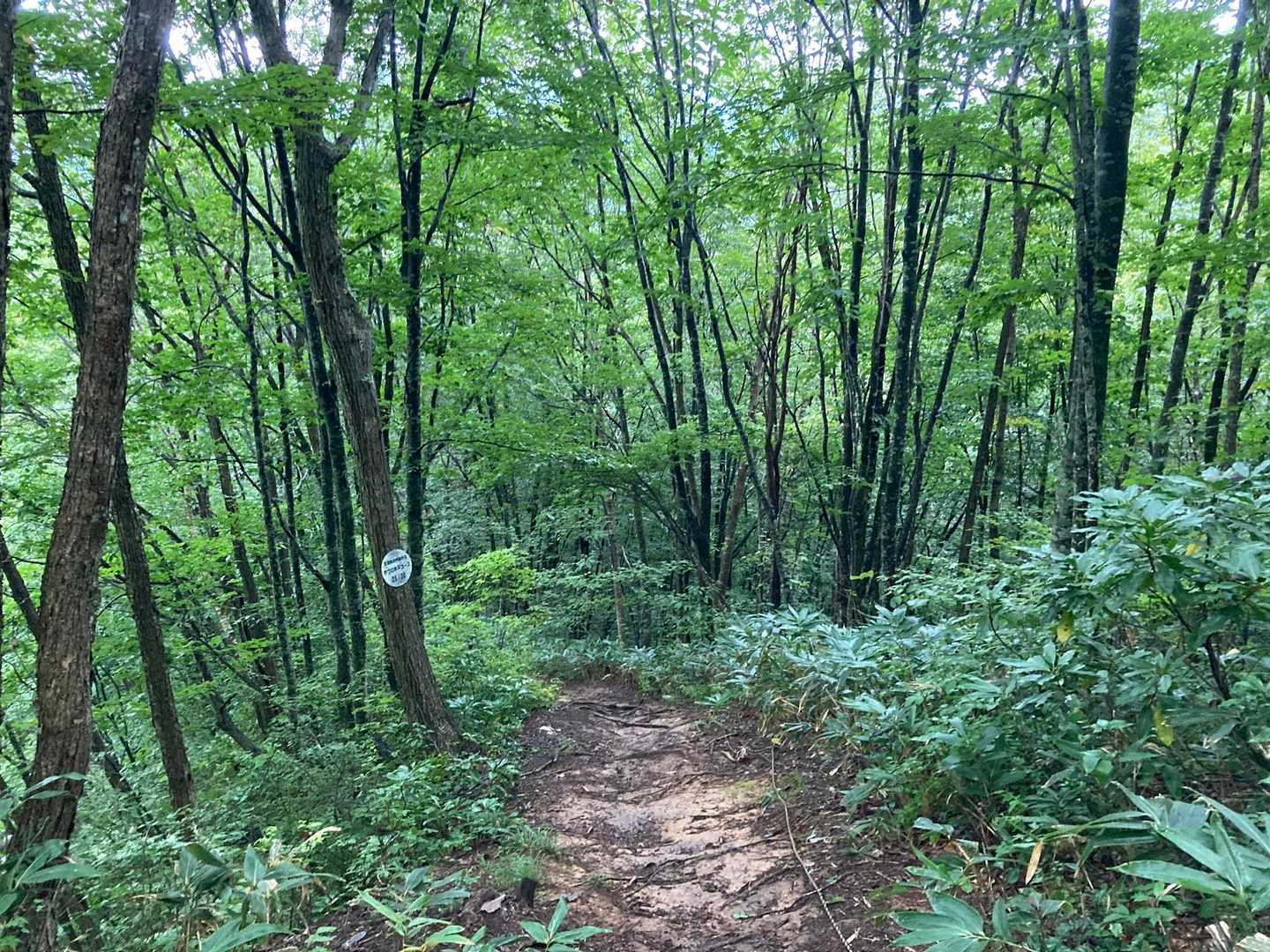 足元ヌルヌルにつき慎重に😗
このあと本日唯一お会いした登山者の方とおしゃべり🔈