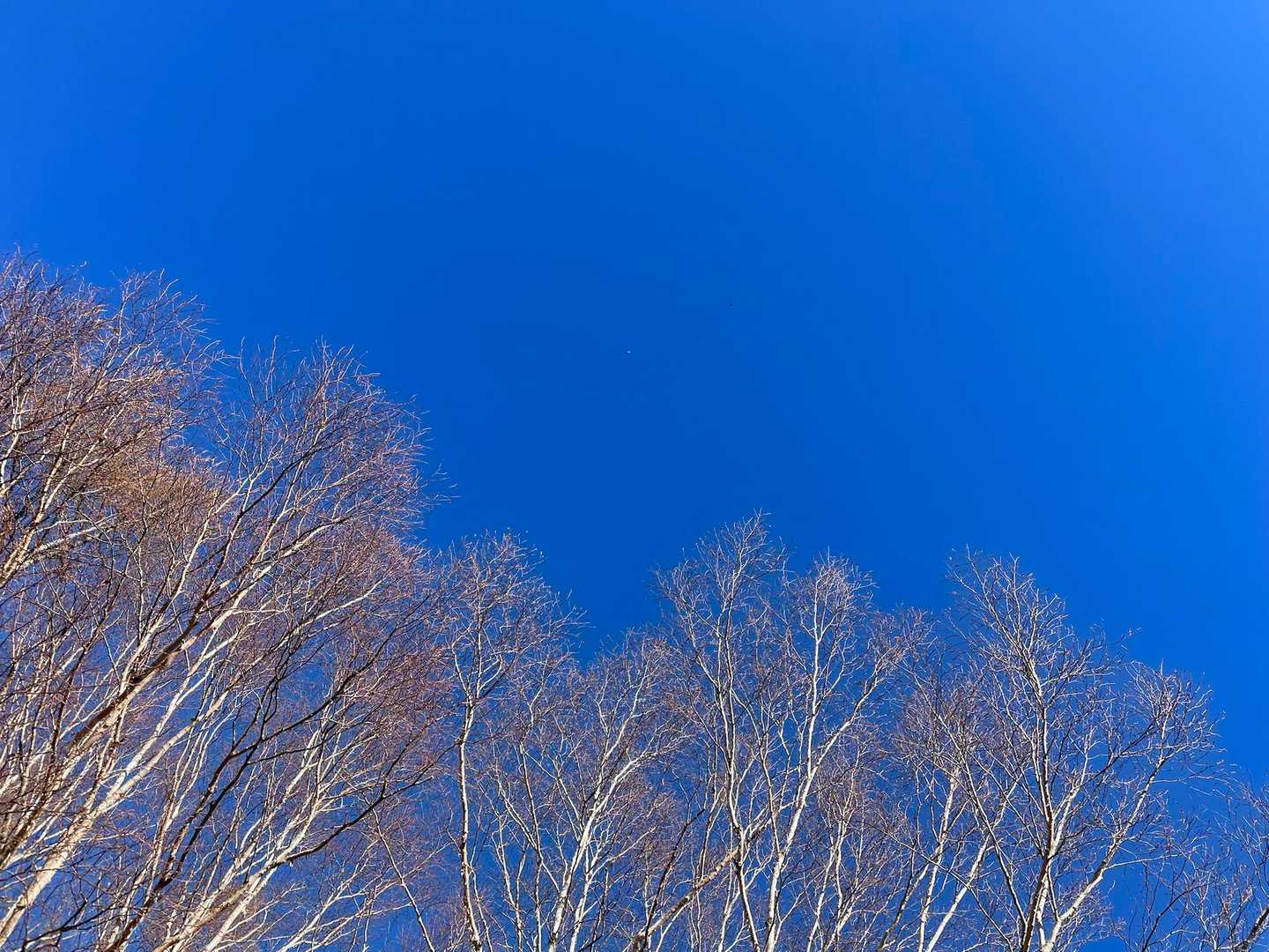 小屋平バス停-石丸峠-天狗棚山-小金沢山-牛奥ノ雁ヶ腹摺山 縦走コースの写真