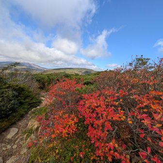 真っ赤な🍁