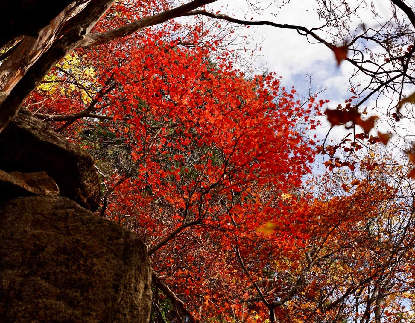 良い感じに紅葉🍁中です。