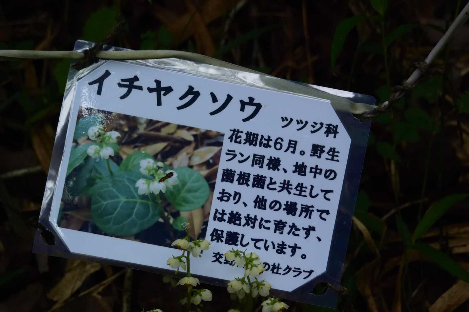 そして今日一番のお目当てはこれ...
