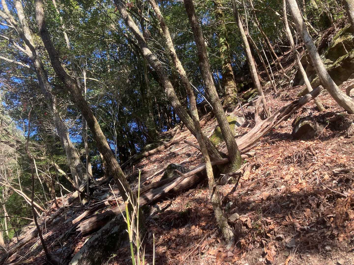 登っても登ってもこの角度🥵