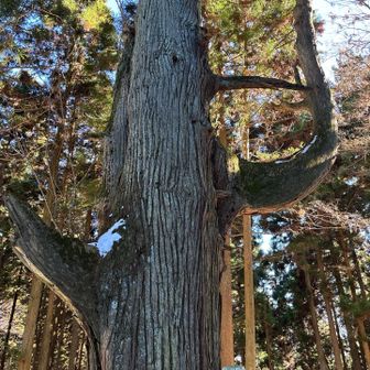 テング　ノ　コシカケスギ