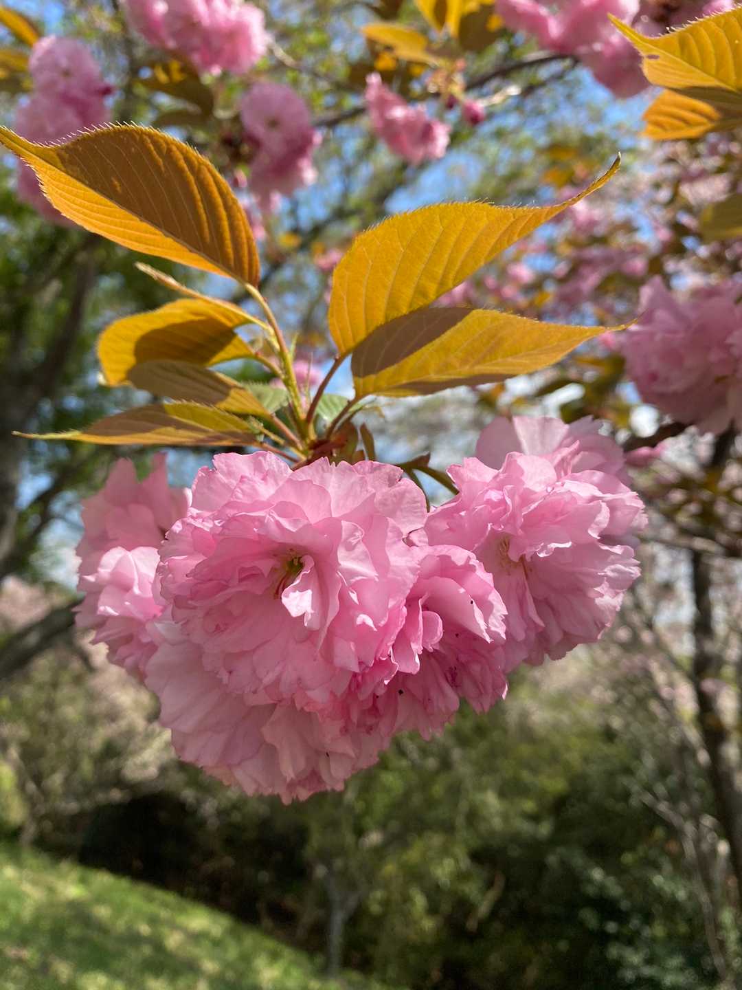 ポンポンしてる桜🌸