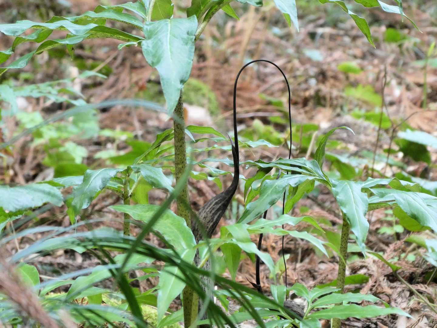 ウラシマソウ