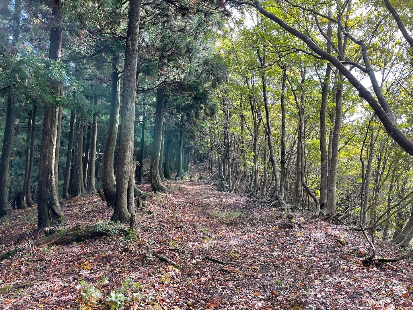 左は杉　右は雑木