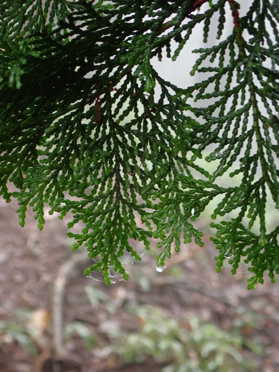 目の前に垂れ下がった檜の枝、葉っぱの先に雨のしずく