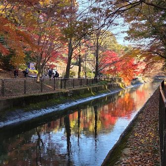 紅葉が疎水に映ってキレイでした🍁